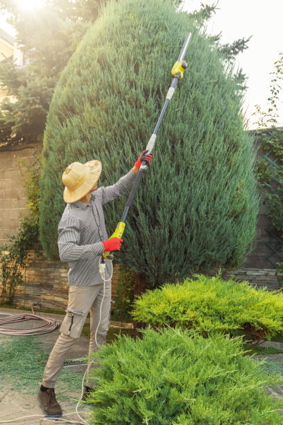 Best Leaf Removal  in Clifton, NJ